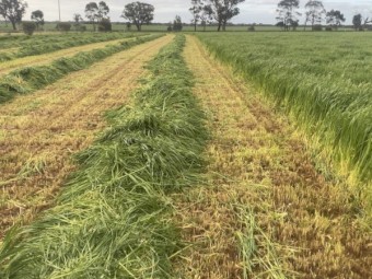 100 x Oaten/Rye Mix Silage 4x4 Round Bales