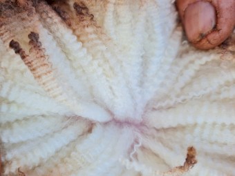 60 x Thompson Poll Merino Stud Rams