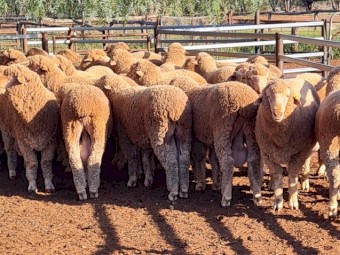 60 x Thompson Poll Merino Stud Rams