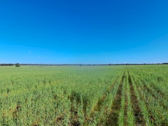 Standing Wheat Crop - For Sale as Hay