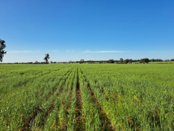 Standing Wheat Crop - For Sale as Hay