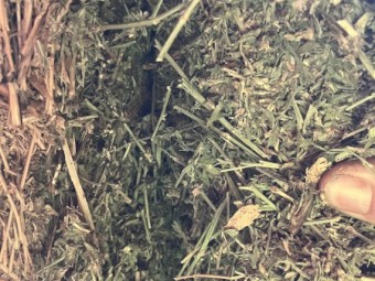 30mt Lucerne Hay 700kg 8x4x3 Bales