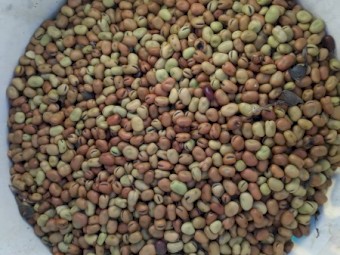 2024 Doza Faba Beans