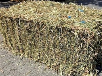 600 x Lucerne Hay Small Squares
