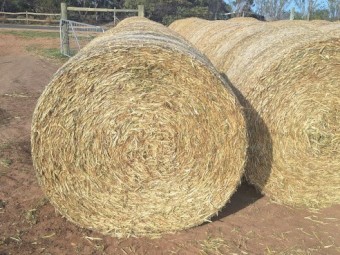  Oaten Hay
