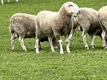 Border Leicester Rams