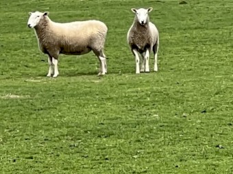 Border Leicester Rams