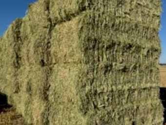 Wheat Hay 8x4x3 Bales