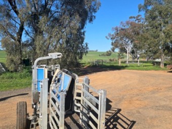 CLIPEX Sheep handler