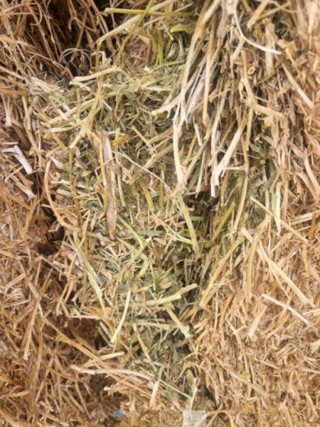 Vetch Hay - New Season 