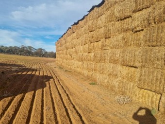 Vetch Hay - New Season 