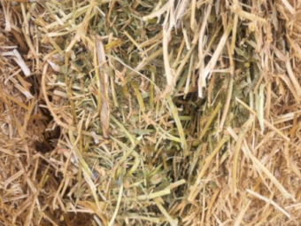 Vetch Hay - New Season 
