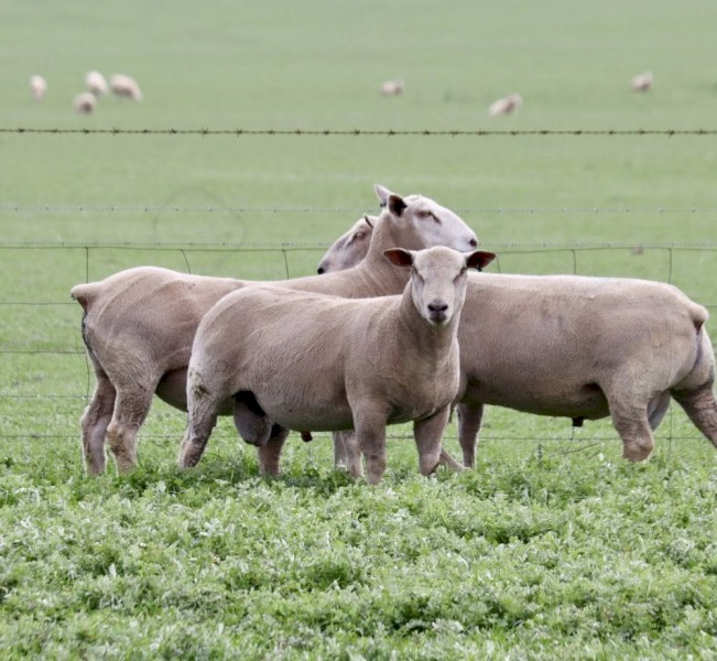 Charollais Flock Rams (Vortex Stud)