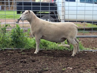 Charollais Flock Rams (Vortex Stud)