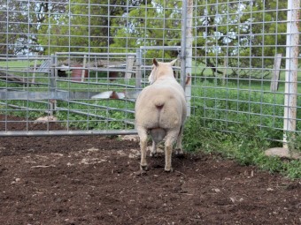Charollais Flock Rams (Vortex Stud)