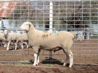 White Suffolk Rams (Vortex Stud)