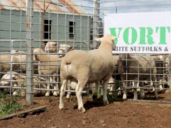 White Suffolk Rams (Vortex Stud)