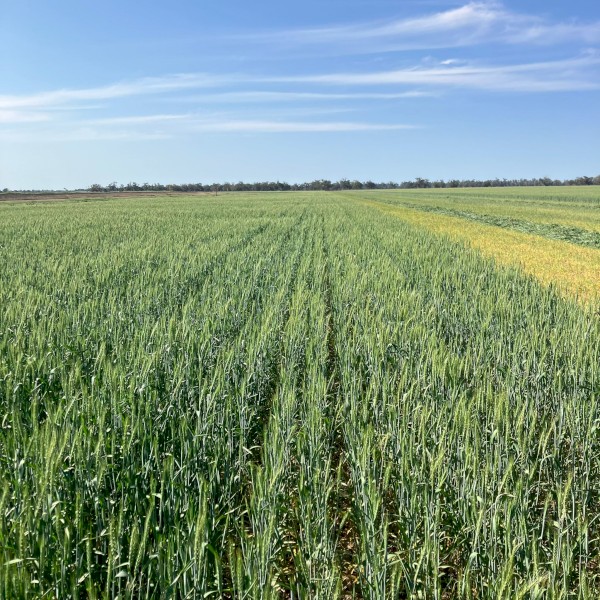 Wheat Hay - New Season ( 8x4x3 )