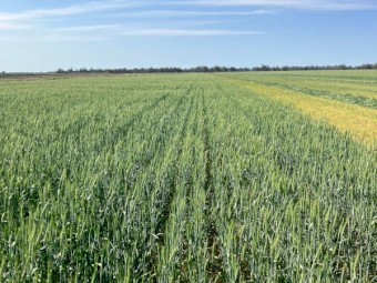 Wheat Hay - New Season ( 8x4x3 )