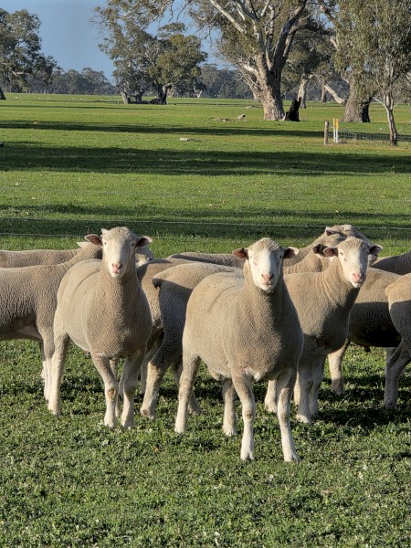 Poll Dorset Rams (Kelly Poll Dorsets)