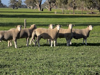 Poll Dorset Rams (Kelly Poll Dorsets)