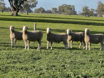 Poll Dorset Rams (Kelly Poll Dorsets)