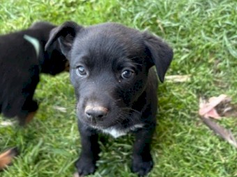 Blue Heeler x Kelpie pups for sale