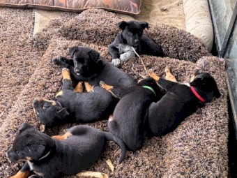 Blue Heeler x Kelpie pups for sale