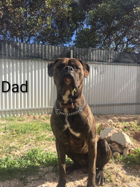 Cane Corso X puppies 