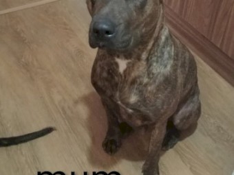 Cane Corso X puppies 