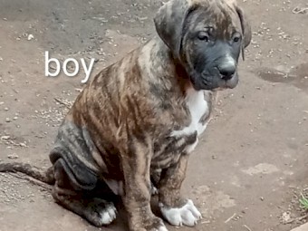 Cane Corso X puppies 