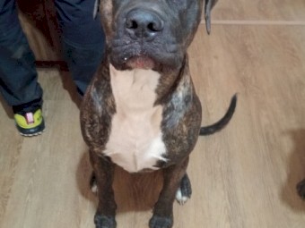 Cane Corso X puppies 