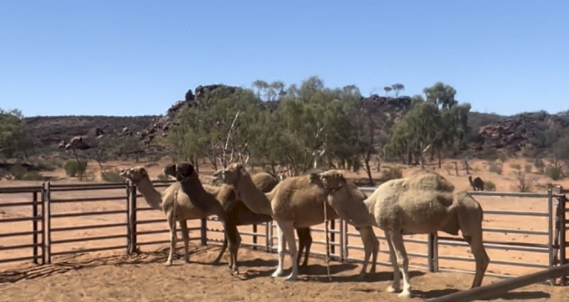 Camels from central Australia 