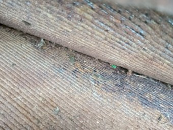 Thomas 12" roller mill grain crusher