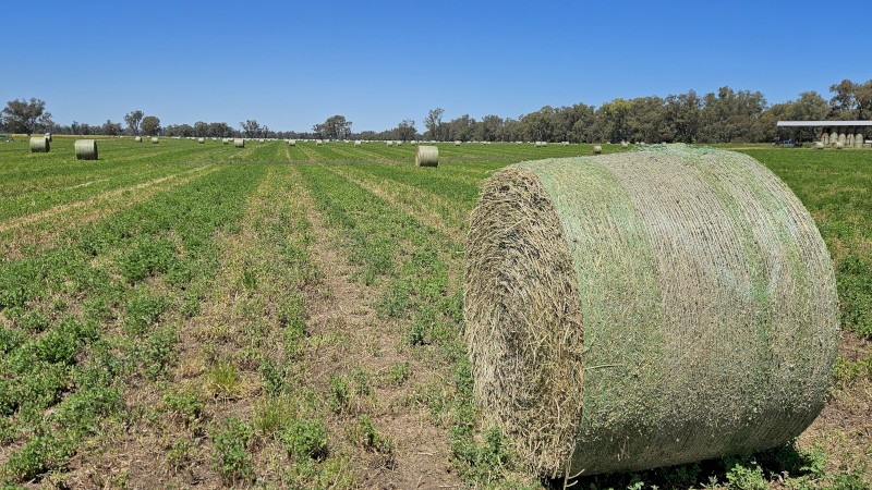 130 x Lucerne Hay 5x4 Round Bales