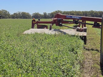 130 x Lucerne Hay 5x4 Round Bales