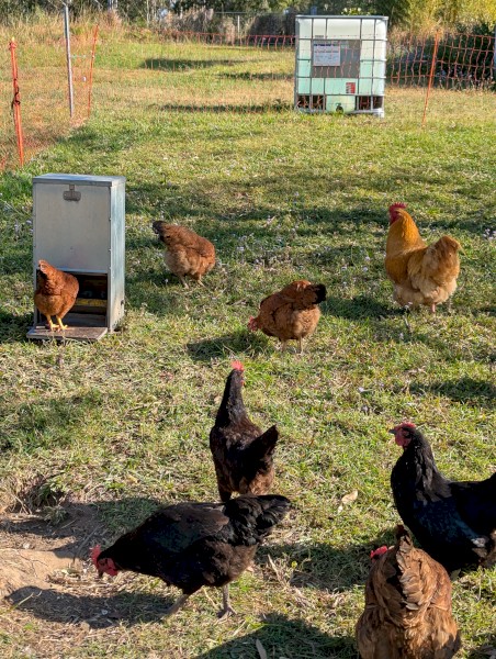 Certified Organic Laying Hens