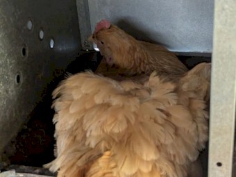 Certified Organic Laying Hens