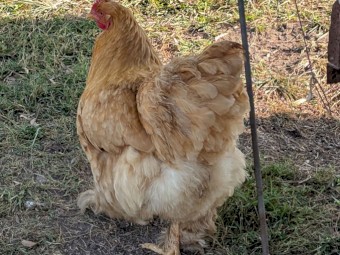 Certified Organic Laying Hens