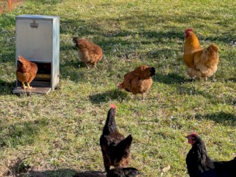 Certified Organic Laying Hens