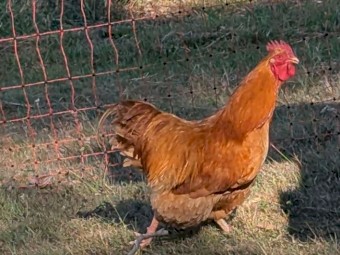 Certified Organic Laying Hens