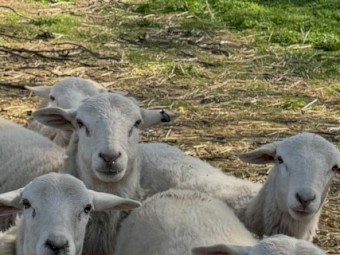 Australian white ram lambs