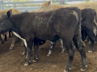 120 Angus and British Euro Cross steers