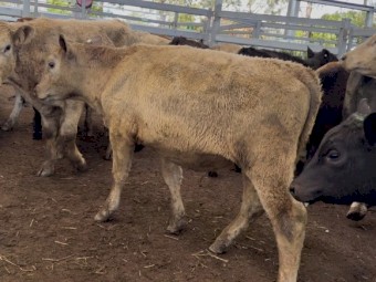 120 Angus and British Euro Cross steers