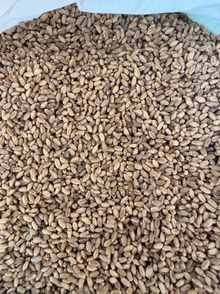 approx 20 ton was APH1 with discoloured grain & approx 18 ton APH1