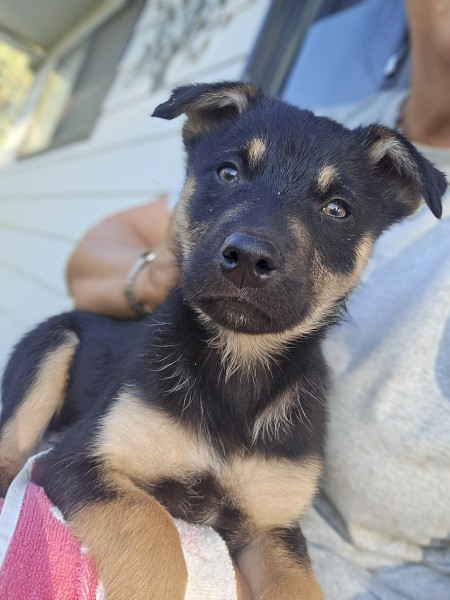 Kelpie x Border Collie 