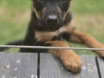 Kelpie x Border Collie 