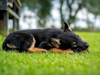 Kelpie x Border Collie 