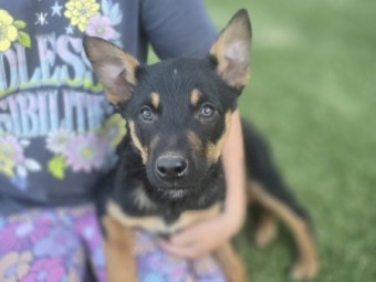 Kelpie x Border Collie 