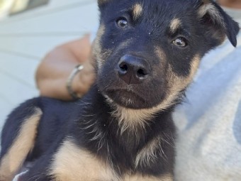 Kelpie x Border Collie 